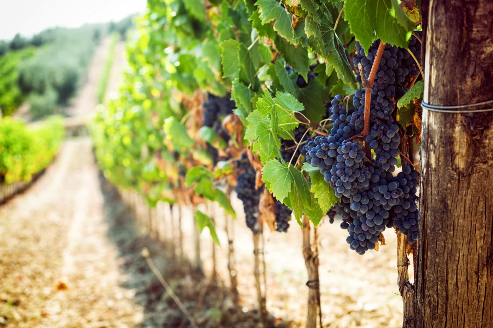 A First-Timer’s Guide to Woodinville Wine Country